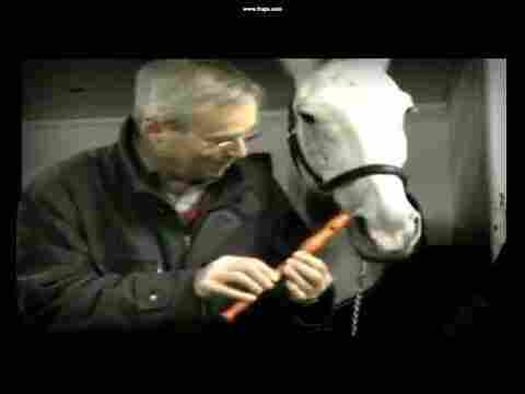 Bu at flüt çalıyor!