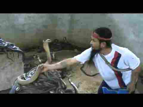 Bu Çılgınlık Değil Resmen Delilik Adam Yüzlerce Kobranın Arasına Dalıyor