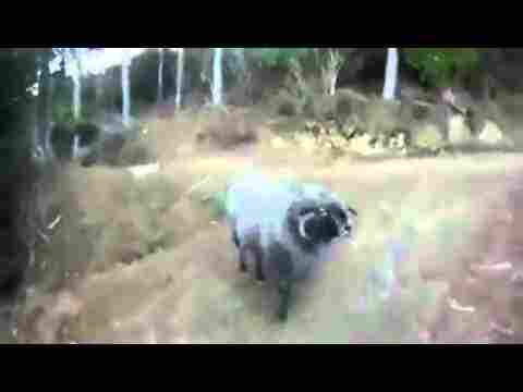 Bu Koç Kendini Köpek Zannediyor Ve Bulunduğu Yere Sahiplik Ediyor Çok Komik