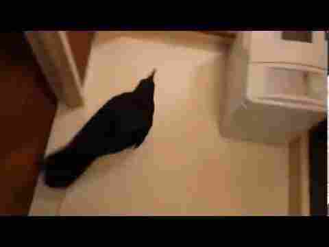 Evin İçinde Küvete Girip Banyo Yapmaya Çalışan İlginç Karga