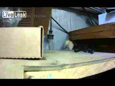 Evine Çocuklarına Bir Parça Ekmek Götürmek İsteyen Farenin İlginç Görüntüsü