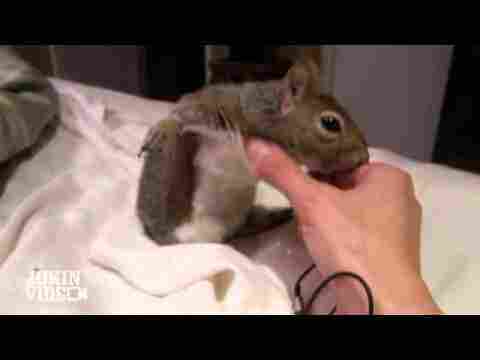 Hayvanların En İlginç Ve En Komik Halleri Çok Şaşıracaksınız