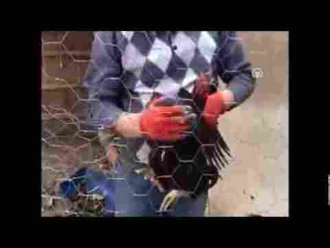 Horoz Anne Diye Bağırıyor Açık Ve Net Bir Şekilde