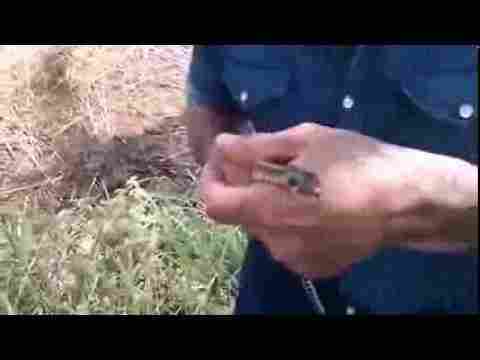 İşte Bizim Yılan Avcımız Helal Olsun