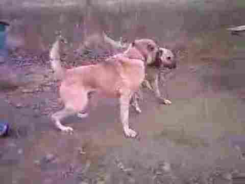Kangal VS Kangal 4