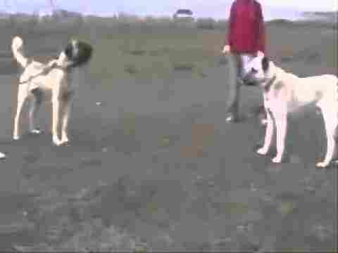 Kangal VS Kangal 6