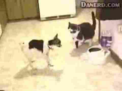 Köpeği Tokat Manyağı Yapan Çılgın Kedi Çok İlgşnç