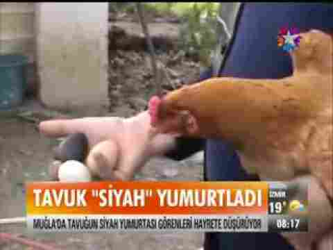 Muğlada Tavuk Siyah Yumurtladı Çok İlginç