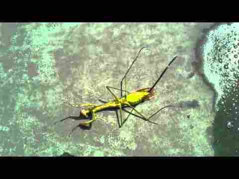 Peygamber Devesinin İçinden Çıkan İlginç Yaratık Korku Filmi Gibi