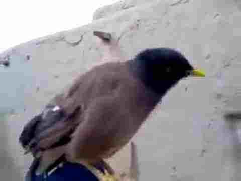 Şu İlginç Kuşa Bakın Ağlayan Bebek Taklidi Yapıyor